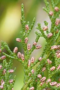 TK　ビャクシン ビャクシン属 | Corvet Photo Agency