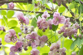 アケビのす アケビ属 | Corvet Photo Agency