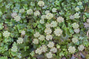 黒目圏 WEB限定】バイカラーフェザーニットカーディガン