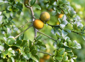 ミカンページ みかん様 ミカン様 ミカン様 蜜柑様 レビュー】ZXシリーズ10周年