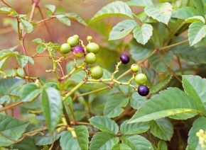 S-1595 S-1588 やぶがらし ヤブガラシ Cayratia japonica ブドウ科 Vitaceae ヤブガラシ属