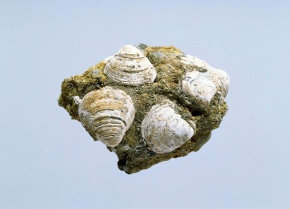 新生代 | Corvet Photo Agency