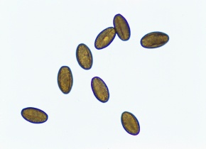 乾燥花粉 Corvet Photo Agency