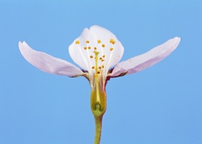 花の断面 Corvet Photo Agency