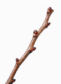 50 山採り　マンサク 50 山採り マンサク 山採り マンサク 特大 カード検索 ｜ Z/X