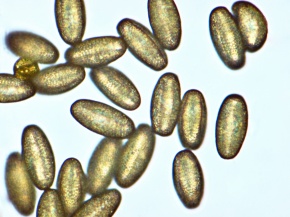 花粉 Corvet Photo Agency