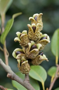 50 山採り　マンサク マンサク亜綱 | Corvet Photo Agency