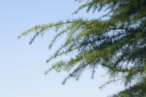 ヒマラヤスギ属 | Corvet Photo Agency