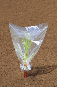 蒸散実験 Corvet Photo Agency