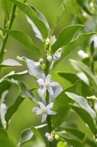 ミカン属 | Corvet Photo Agency