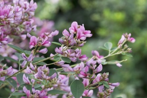 Lespedeza | Corvet Photo Agency
