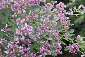 lespedeza商品です ハギ属（Lespedeza）