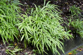 イノモトソウ属 | Corvet Photo Agency