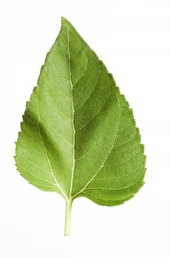 葉の構造 | Corvet Photo Agency