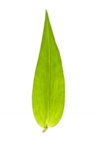 葉の構造 Corvet Photo Agency