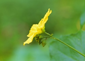 花の断面 | Corvet Photo Agency