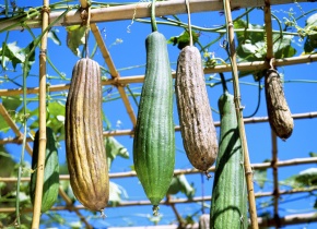 ワタコル(ヘチマ) ヘチマ属 | Corvet Photo Agency