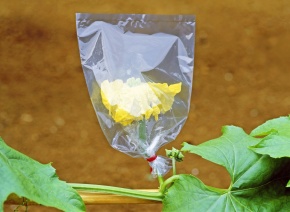 受粉実験 Corvet Photo Agency
