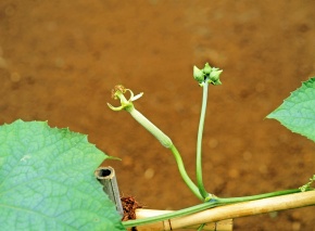 受粉実験 Corvet Photo Agency