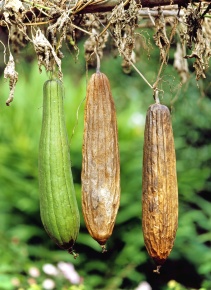 ヘチマ | Corvet Photo Agency