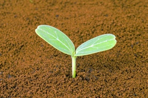 ユウガオ属 | Corvet Photo Agency