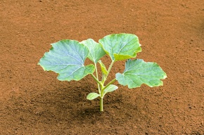 ユウガオ属 | Corvet Photo Agency