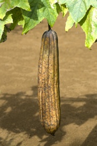 受粉実験 Corvet Photo Agency