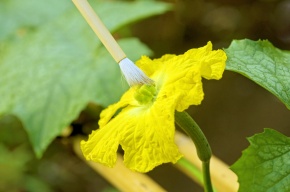 受粉実験 Corvet Photo Agency