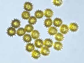 乾燥花粉 Corvet Photo Agency