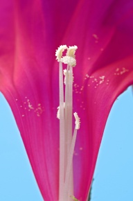 花の断面 Corvet Photo Agency