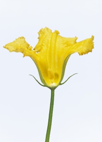 花の断面 Corvet Photo Agency