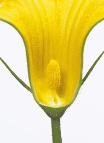 花の断面 Corvet Photo Agency