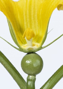 花の断面 Corvet Photo Agency