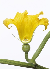 花の断面 Corvet Photo Agency