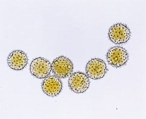 膨潤花粉 Corvet Photo Agency