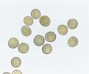 トウモロコシ 花粉 顕微鏡