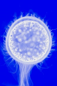 受精直後 Corvet Photo Agency