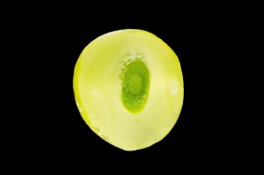 ヤドリキ属 | Corvet Photo Agency