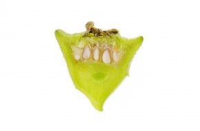 断面 | Corvet Photo Agency