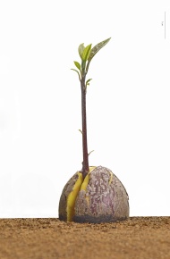 ワニナシ属 Corvet Photo Agency