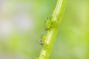 アブラムシ科 Corvet Photo Agency