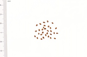 シナサルナシ | Corvet Photo Agency