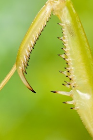 カマキリ科 | Corvet Photo Agency