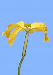 ヘチマ | Corvet Photo Agency