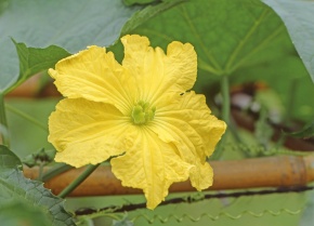 ヘチマ | Corvet Photo Agency