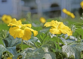 ヘチマ | Corvet Photo Agency