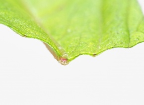 葉の構造 | Corvet Photo Agency