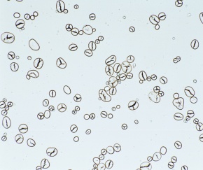 トウモロコシ 花粉 顕微鏡