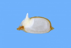 ロメオ種子 発芽 参考画像 kei002454s_b2.jpg