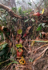 Nepenthes ×kinabaluensis ネペンテス ×キナバルエンシス Nepenthes x kinabaluensis